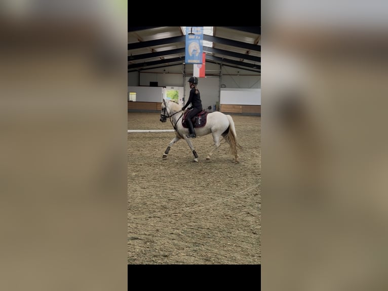 Welsh-B Mix Merrie 11 Jaar 125 cm Schimmel in Homberg (Efze)