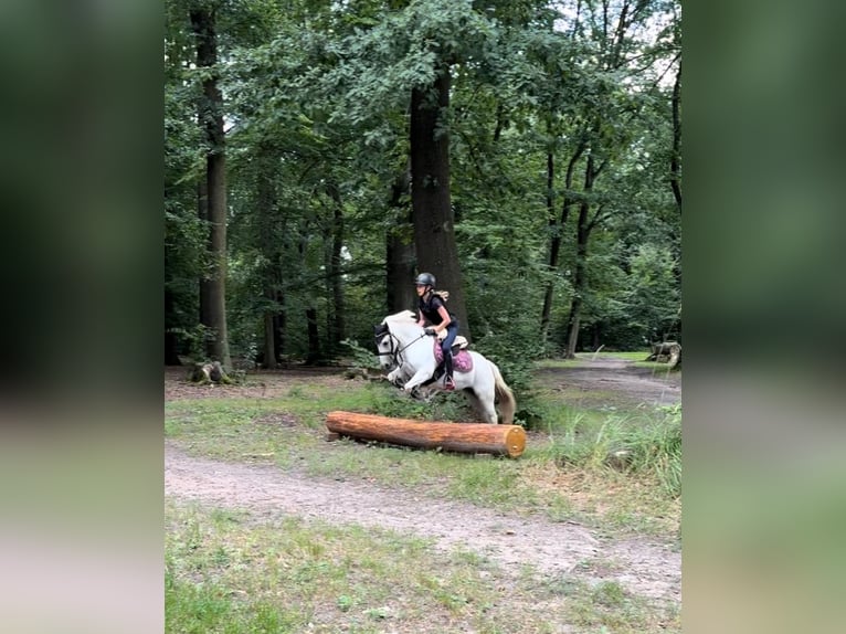 Welsh-B Mix Merrie 11 Jaar 125 cm Schimmel in Homberg (Efze)