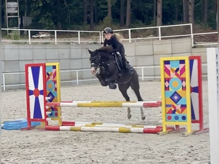 Welsh-B Merrie 11 Jaar 131 cm Donkere-vos in Rumia