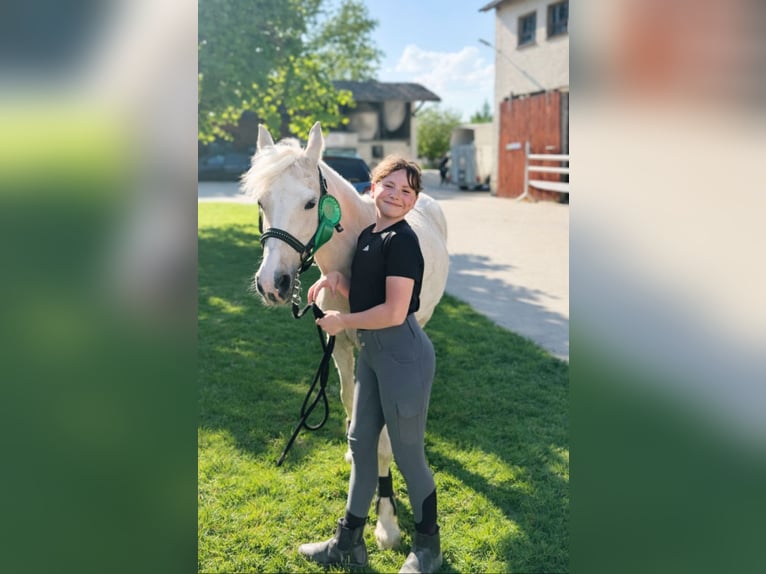 Welsh-B Merrie 11 Jaar 131 cm Palomino in Bad Driburg