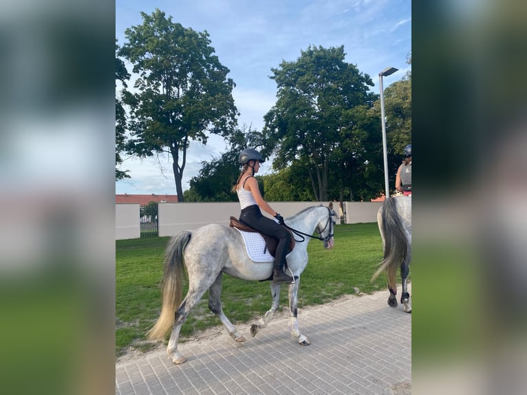 Welsh-B Merrie 11 Jaar 133 cm Schimmel in Stüdenitz-Schönermark