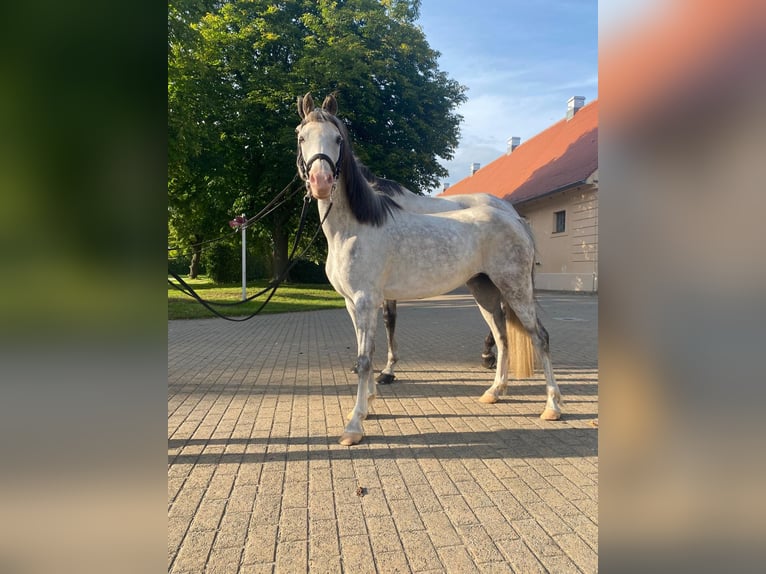 Welsh-B Merrie 11 Jaar 133 cm Schimmel in Stüdenitz-Schönermark