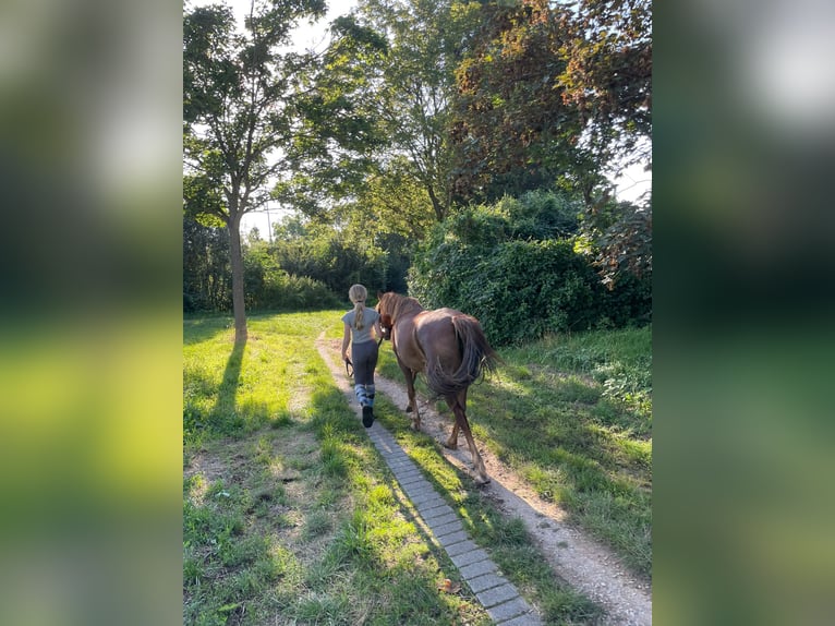 Welsh-B Merrie 11 Jaar 133 cm Vos in Heddesheim