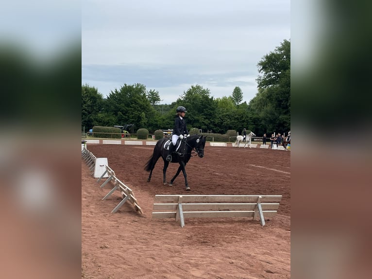 Welsh-B Mix Merrie 12 Jaar 128 cm Zwart in Lautertal