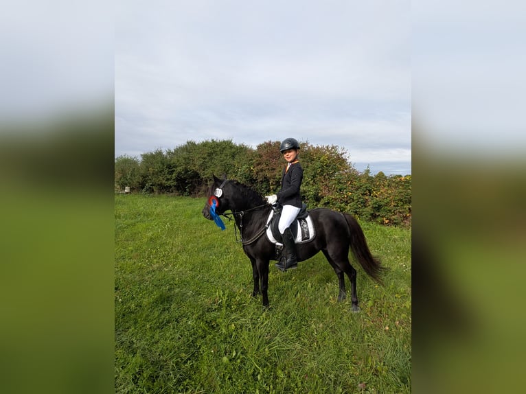 Welsh-B Mix Merrie 12 Jaar 128 cm Zwart in Lautertal