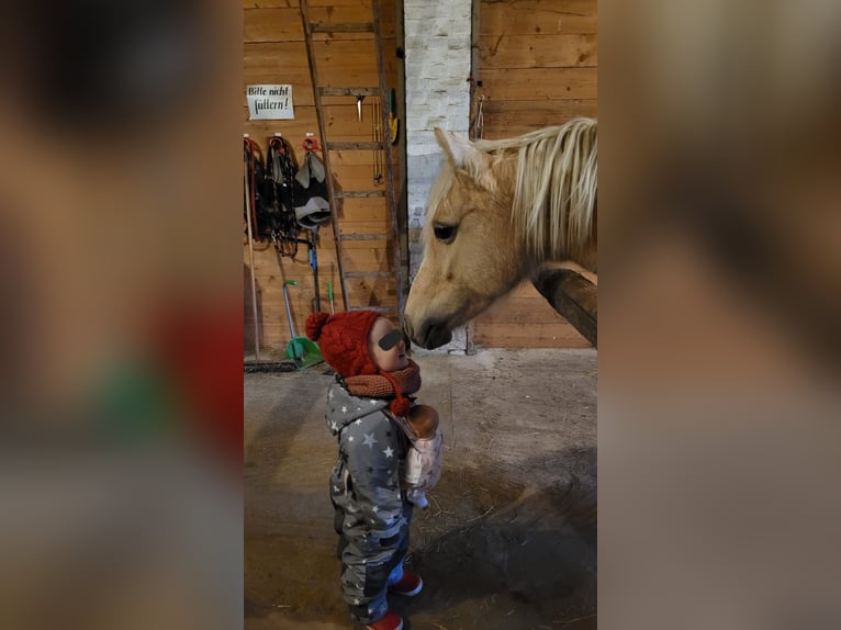 Welsh-B Merrie 12 Jaar 133 cm Palomino in Pattensen