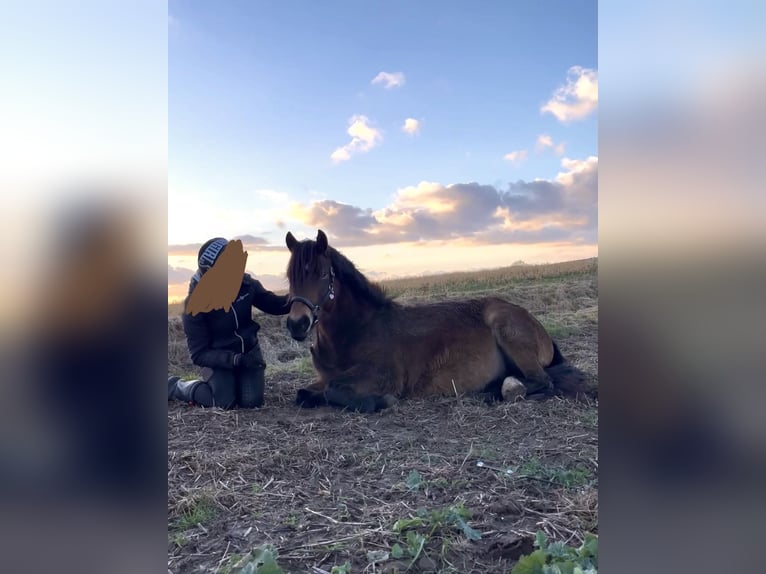 Welsh-B Mix Merrie 12 Jaar 134 cm  in Marburg