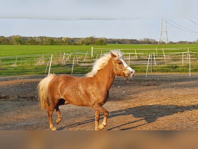Welsh-B Mix Merrie 14 Jaar 120 cm Vos in Ahrensfelde Eiche