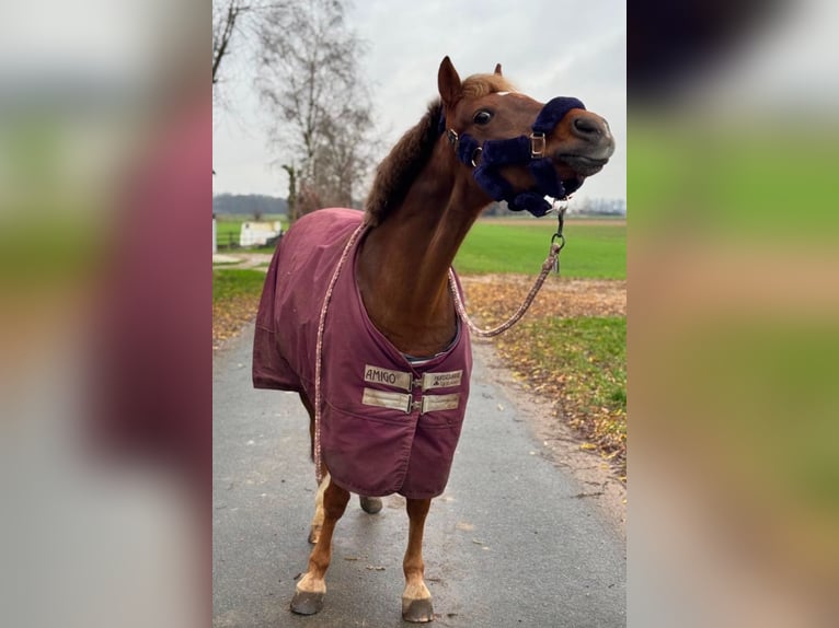 Welsh-B Merrie 14 Jaar 132 cm Donkere-vos in Kevelaer