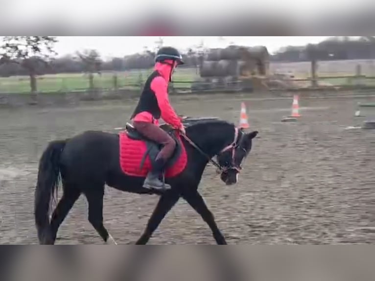 Welsh-B Merrie 14 Jaar 133 cm Donkerbruin in Rohovce