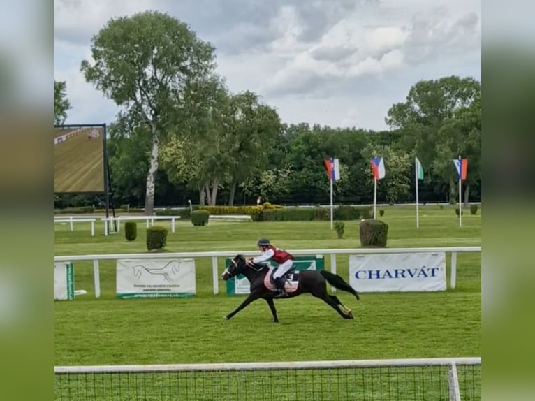 Welsh-B Merrie 14 Jaar 133 cm Donkerbruin in Rohovce