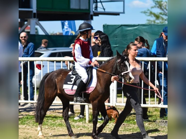 Welsh-B Merrie 14 Jaar 133 cm Donkerbruin in Rohovce