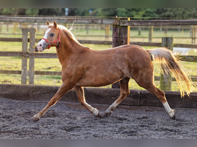 Welsh-B Merrie 14 Jaar 133 cm Vos in Meerbusch