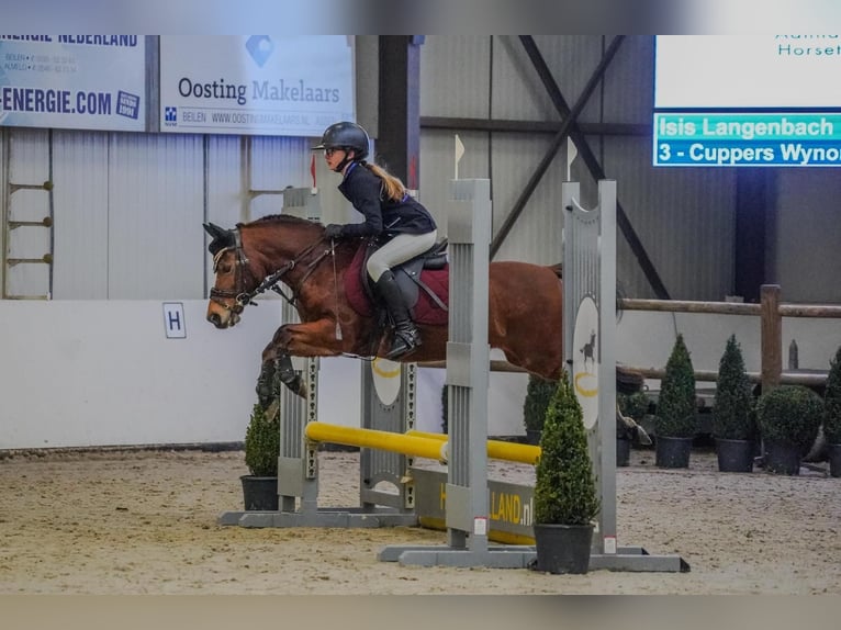 Welsh-B Merrie 15 Jaar 119 cm Bruin in Gieten