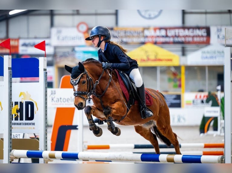 Welsh-B Merrie 15 Jaar 119 cm Bruin in Gieten