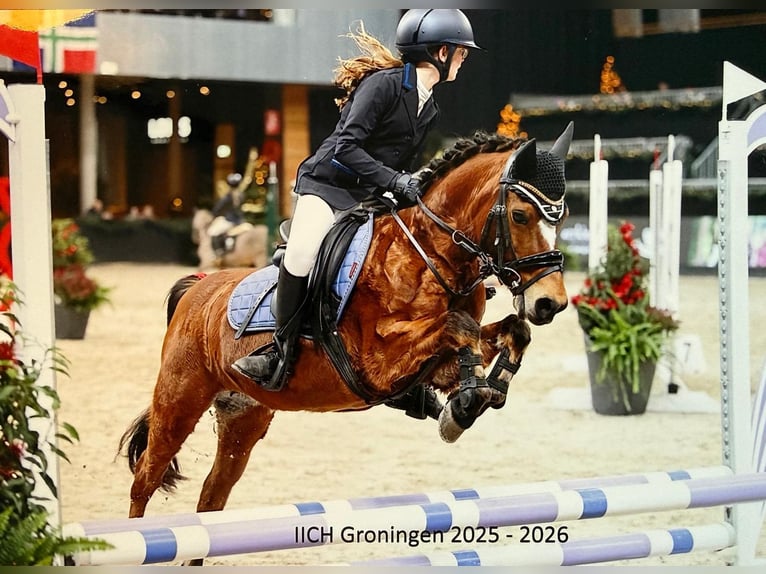 Welsh-B Merrie 15 Jaar 119 cm Bruin in Gieten