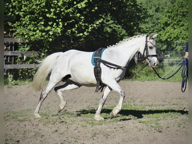 Welsh-B Merrie 15 Jaar 129 cm Schimmel in Muchow