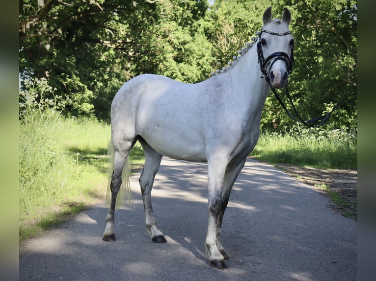 Welsh-B Merrie 15 Jaar 129 cm Schimmel in Muchow
