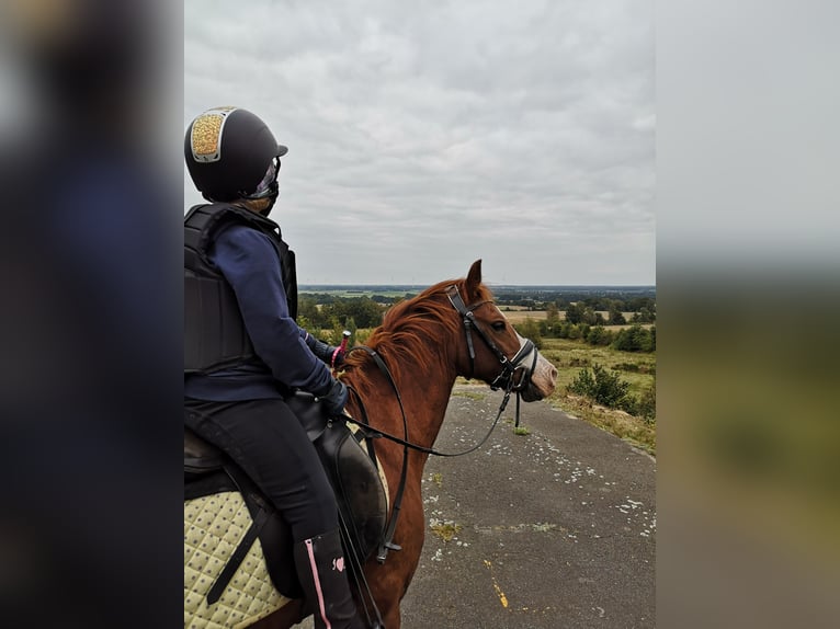 Welsh-B Merrie 15 Jaar 132 cm Vos in Lamstedt Welsh-B Merrie 15 Jaar 132 cm Vos in Lamstedt