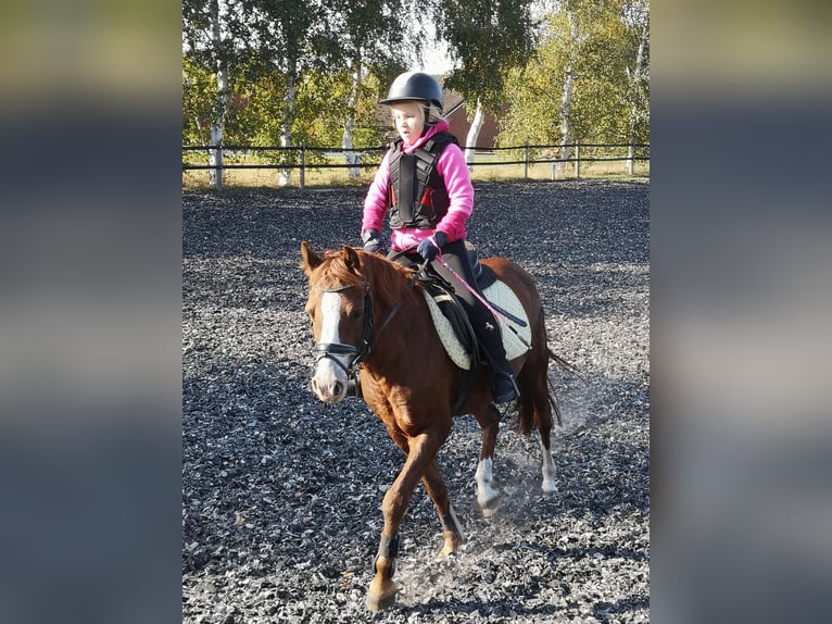 Welsh-B Merrie 15 Jaar 132 cm Vos in Lamstedt Welsh-B Merrie 15 Jaar 132 cm Vos in Lamstedt