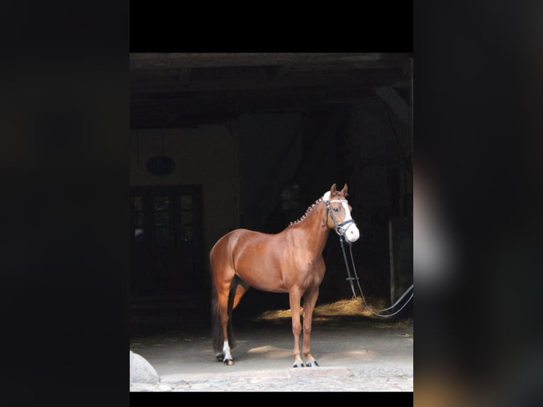 Welsh-B Merrie 15 Jaar 132 cm Vos in Lamstedt Welsh-B Merrie 15 Jaar 132 cm Vos in Lamstedt