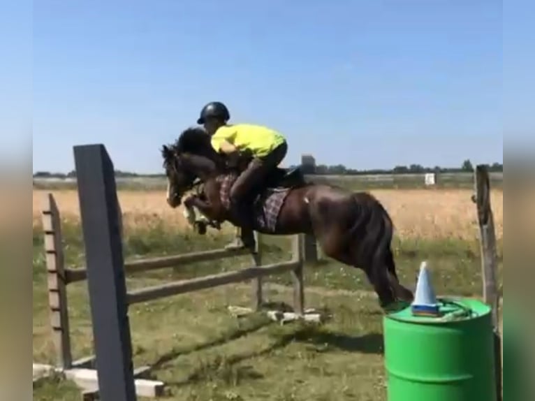 Welsh-B Merrie 15 Jaar 133 cm Donkerbruin in Rohovce