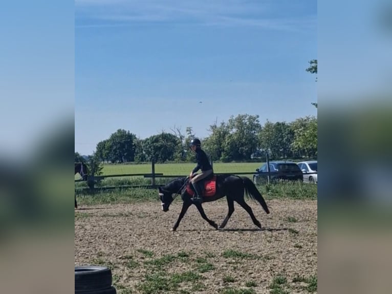Welsh-B Merrie 15 Jaar 133 cm Donkerbruin in Rohovce