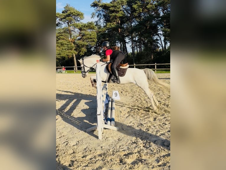 Welsh-B Merrie 15 Jaar 135 cm Schimmel in HoldorfHoldorf
