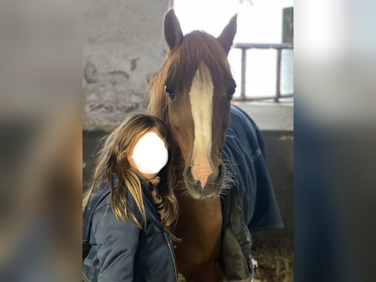 Welsh-B Merrie 15 Jaar 136 cm Vos in Moers