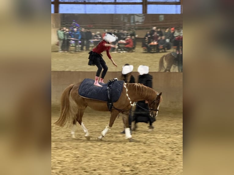 Welsh-B Merrie 15 Jaar 136 cm Vos in Moers