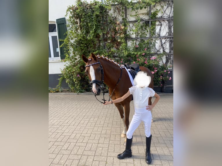 Welsh-B Merrie 15 Jaar 136 cm Vos in Moers