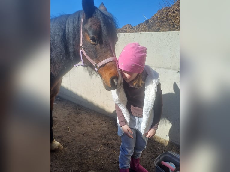 Welsh-B Merrie 16 Jaar 125 cm Bruin in St. Martin- Karlsbach