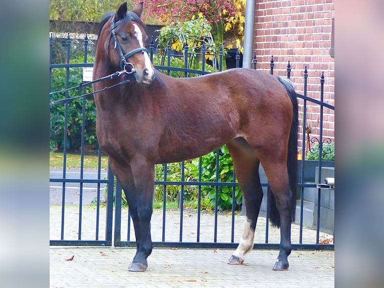 Welsh-B Merrie 16 Jaar 130 cm Bruin in Halle