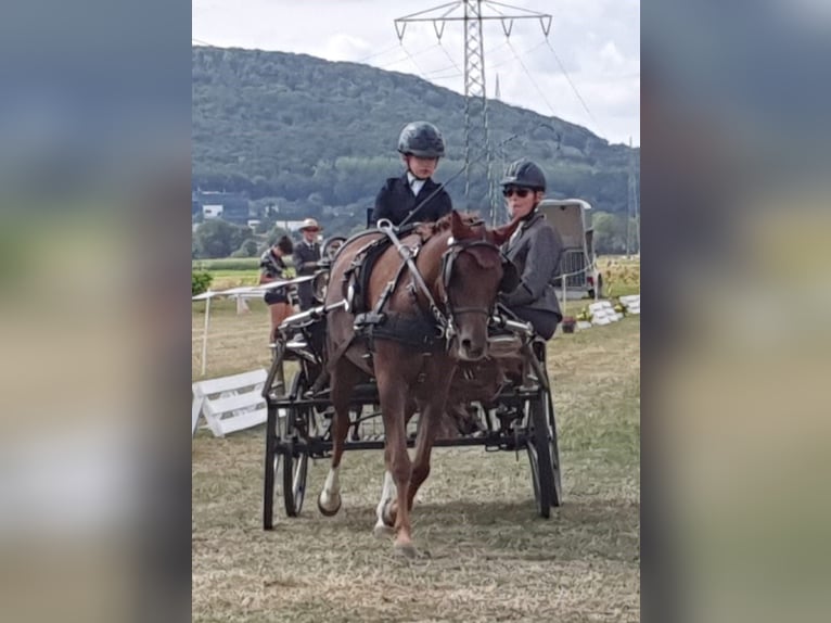 Welsh-B Merrie 16 Jaar 131 cm Vos in Landolfshausen OT Mackenrode