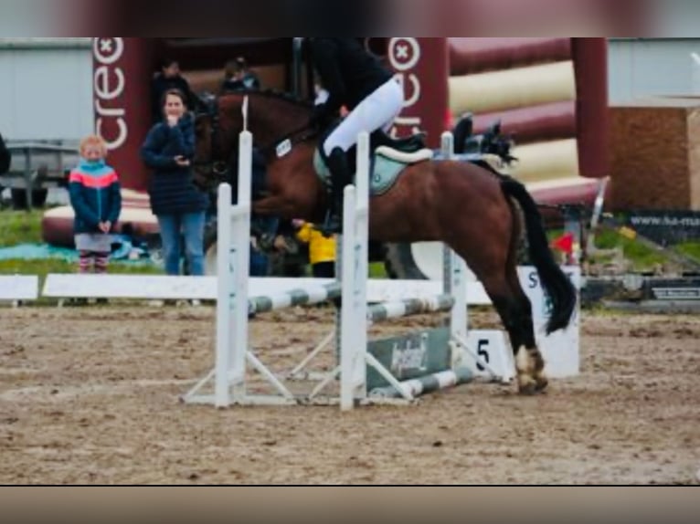 Welsh-B Merrie 16 Jaar 136 cm Donkerbruin in Sundern