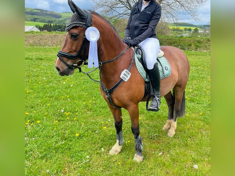 Welsh-B Merrie 16 Jaar 136 cm Donkerbruin in Sundern
