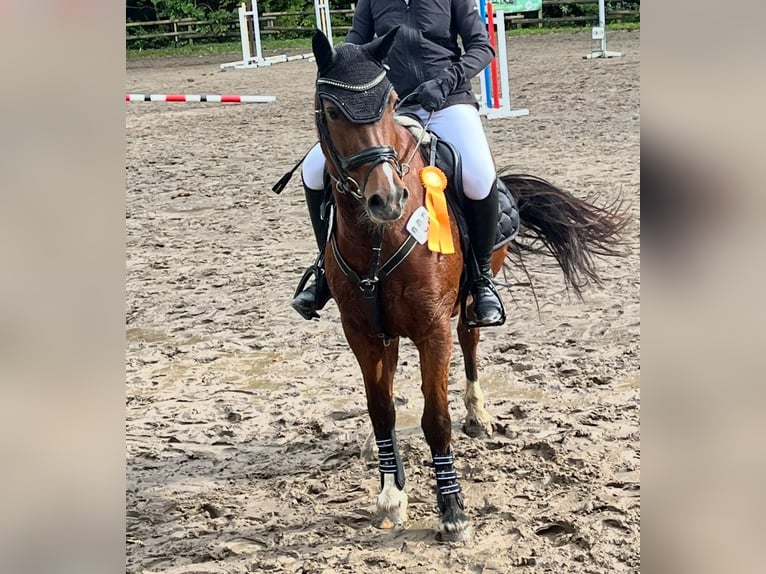 Welsh-B Merrie 16 Jaar 136 cm Donkerbruin in Sundern