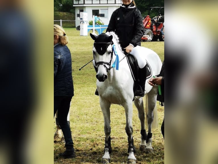 Welsh-B Merrie 16 Jaar 145 cm Schimmel in Aachen