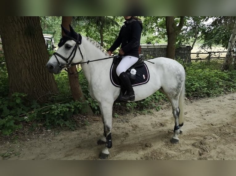 Welsh-B Merrie 16 Jaar 145 cm Schimmel in Aachen