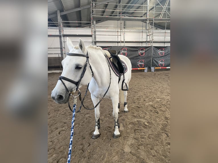 Welsh-B Merrie 16 Jaar 145 cm Schimmel in Aachen