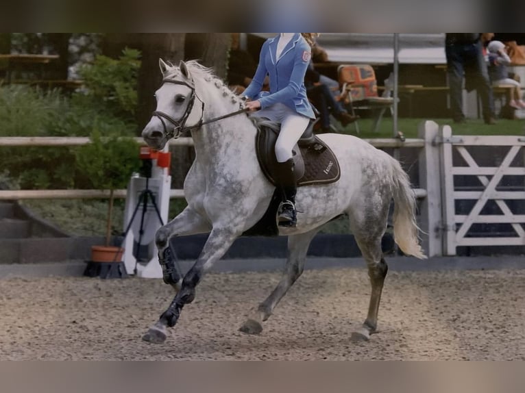 Welsh-B Merrie 16 Jaar 145 cm Schimmel in Aachen