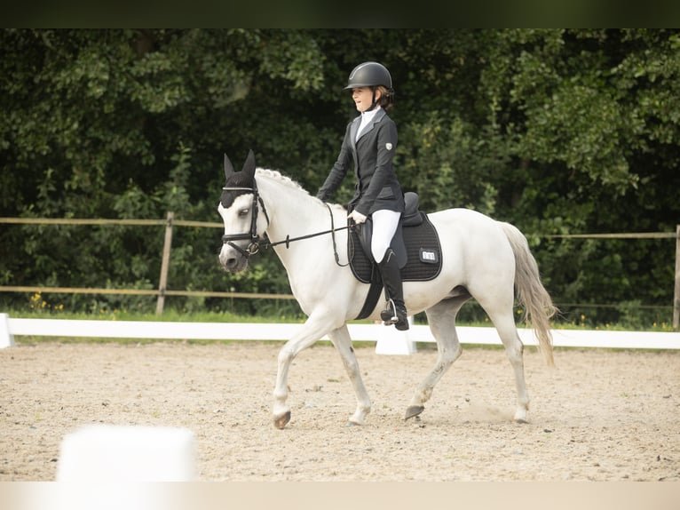 Welsh-B Merrie 17 Jaar 127 cm Schimmel in Havelte