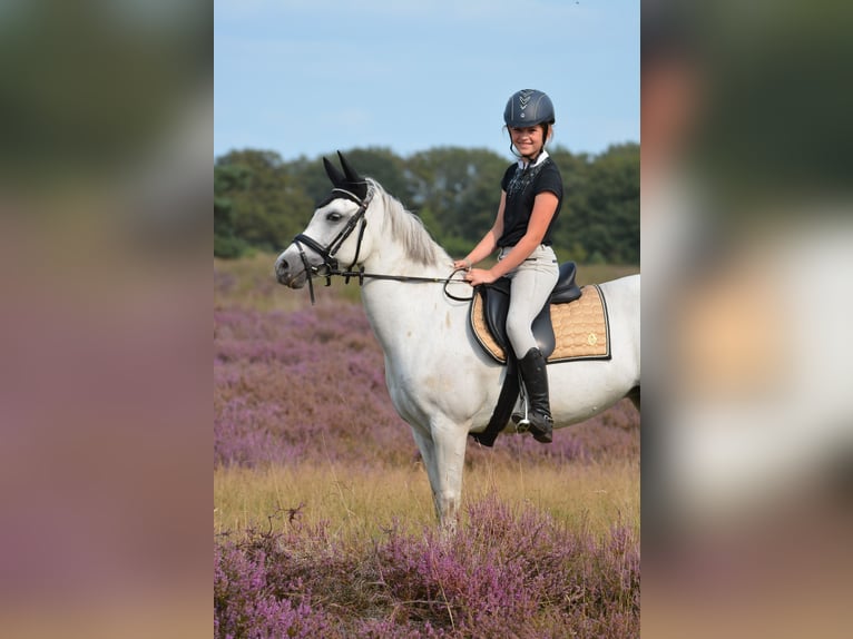 Welsh-B Merrie 17 Jaar 127 cm Schimmel in Havelte