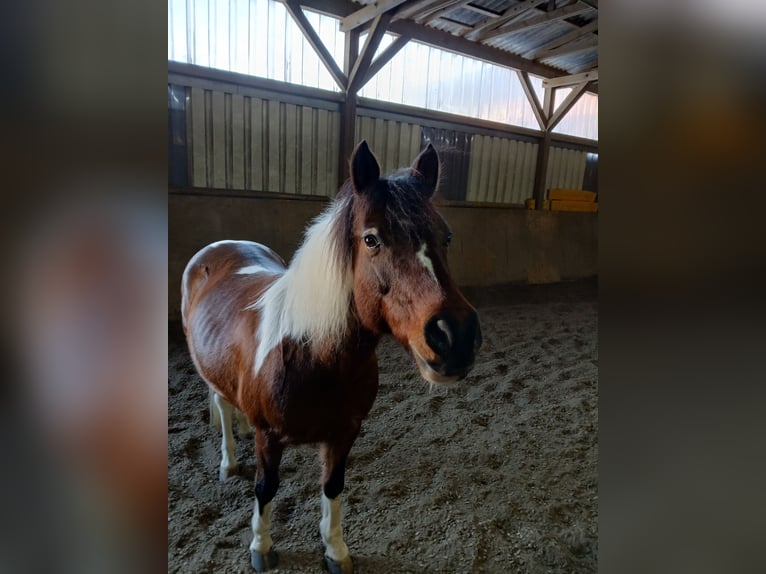 Welsh-B Mix Merrie 17 Jaar 130 cm Gevlekt-paard in Idstein