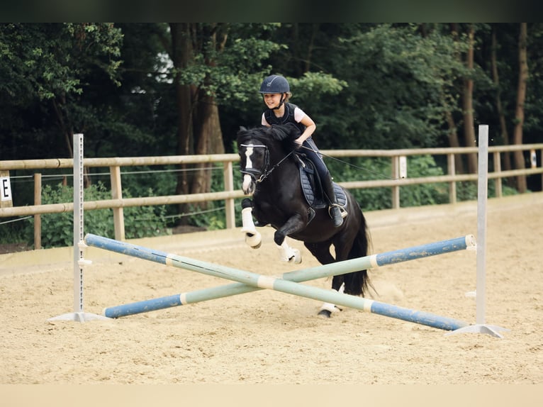 Welsh-B Merrie 18 Jaar 125 cm  in Hürth