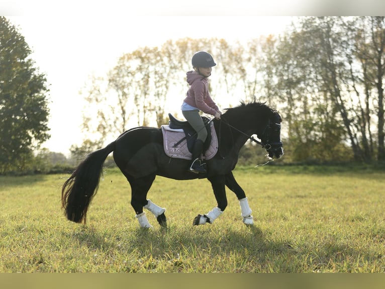 Welsh-B Merrie 18 Jaar 125 cm  in Hürth