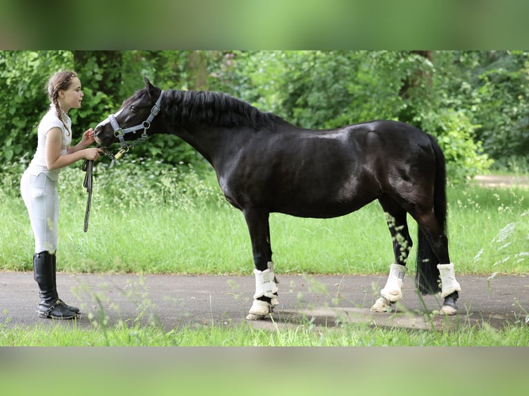 Welsh-B Merrie 18 Jaar 125 cm  in Hürth