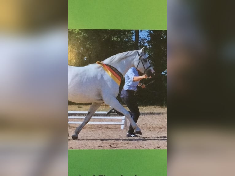 Welsh-B Merrie 19 Jaar 133 cm Schimmel in ScherstettenScherstetten