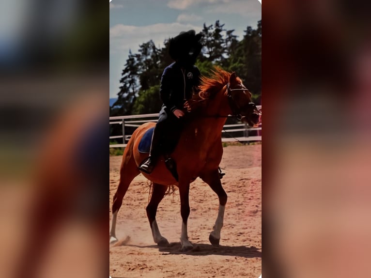 Welsh-B Merrie 19 Jaar 140 cm Vos in Schwarzenbach