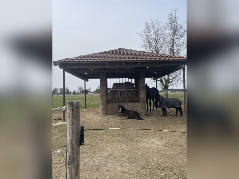 Welsh-B Mix Merrie 1 Jaar 110 cm Buckskin in Bad Wurzach